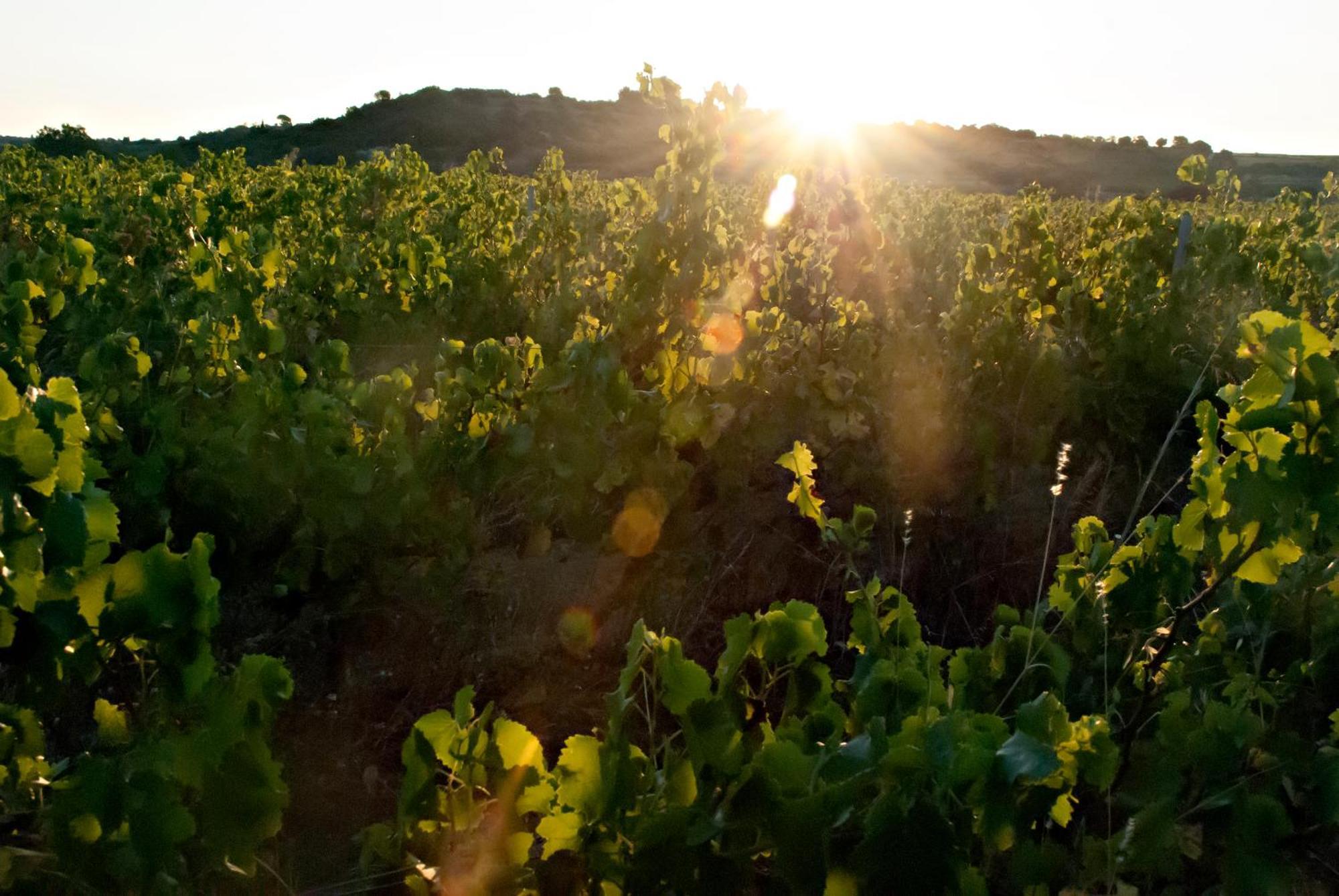 Chartreuse De Mougeres - Caux Pezenas Bed & Breakfast Exterior photo